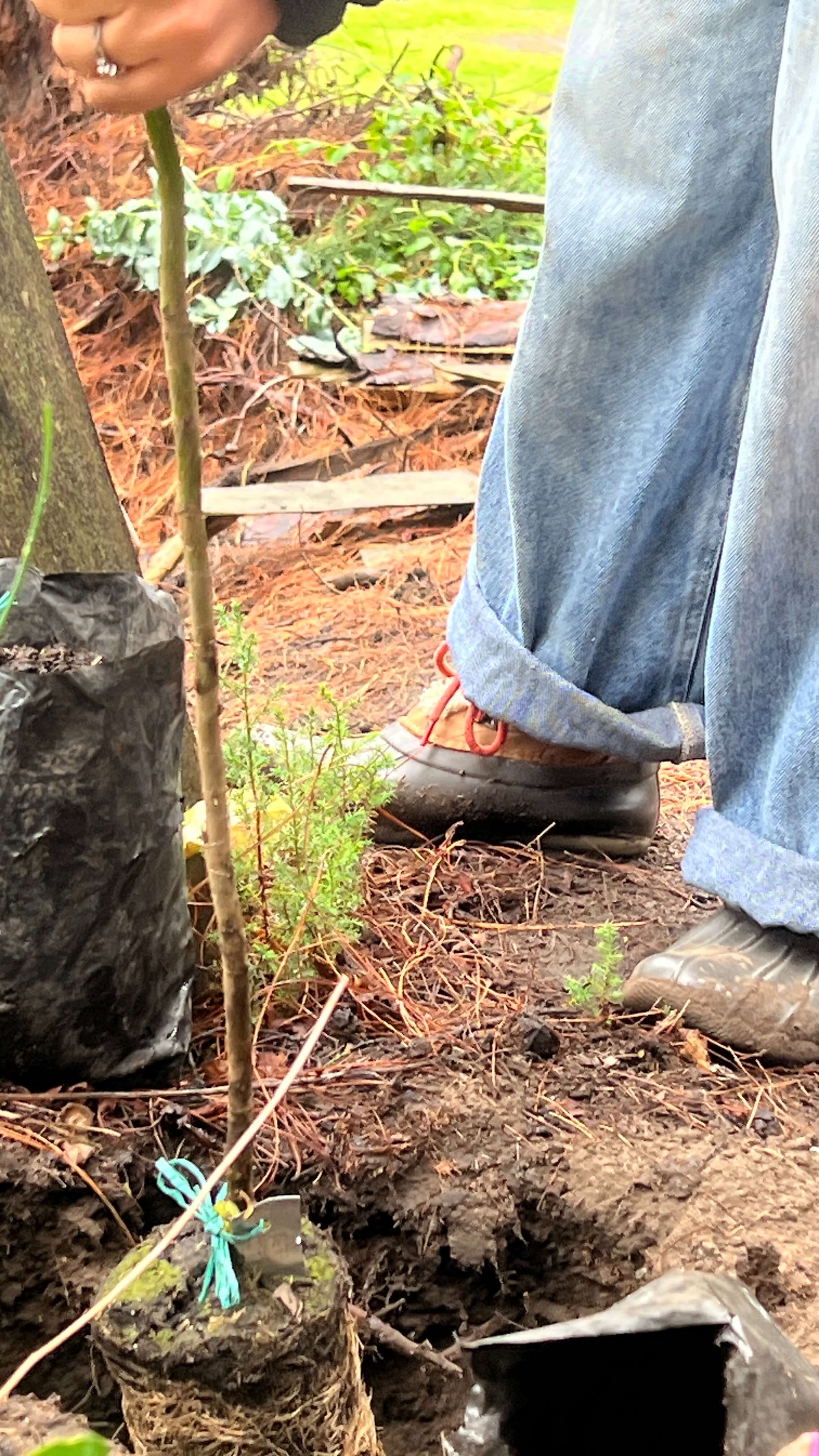 Jornada de siembra de árboles en el Refous