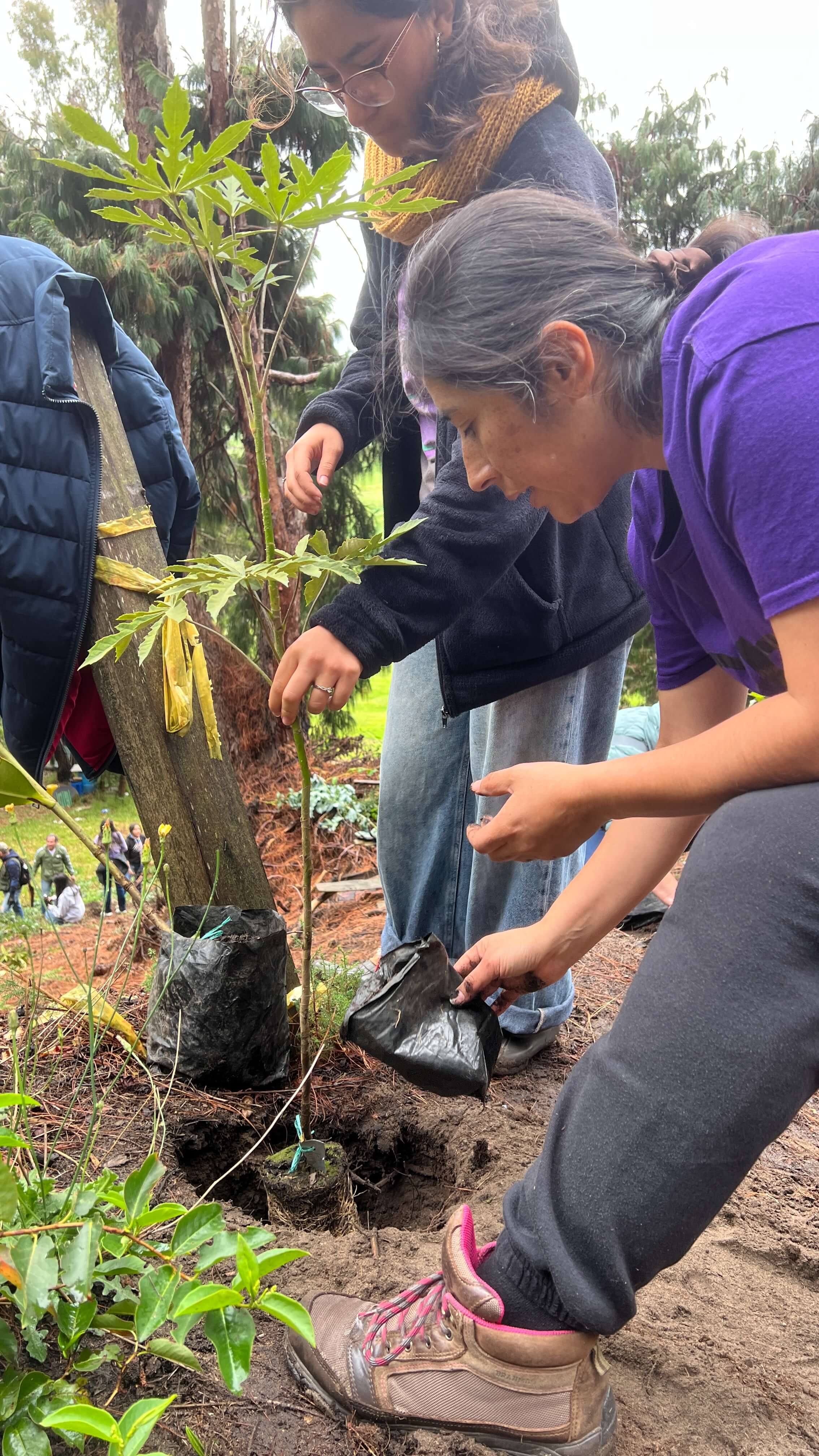 Jornada de siembra de árboles en el Refous
