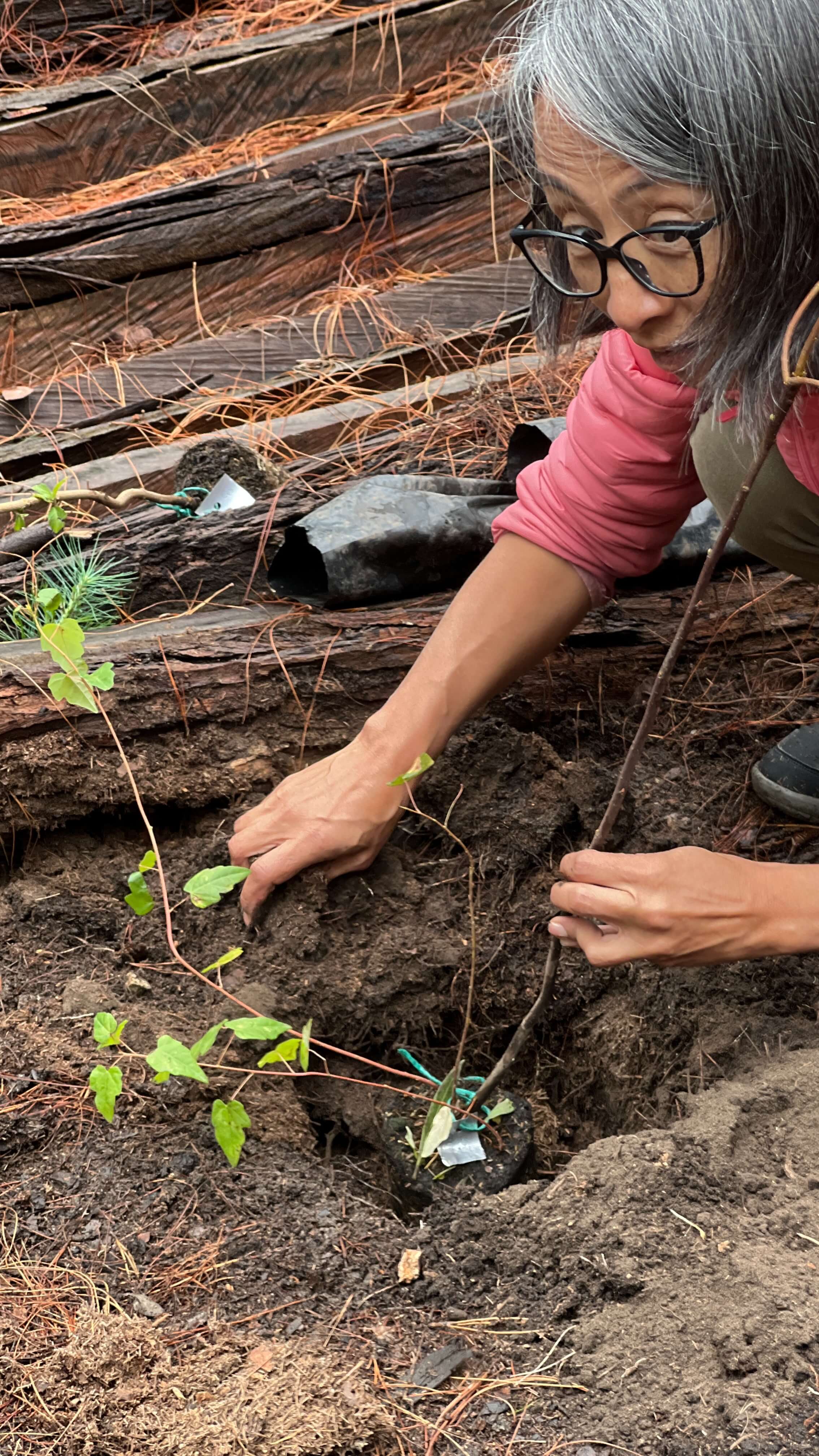 Jornada de siembra de árboles en el Refous